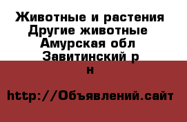 Животные и растения Другие животные. Амурская обл.,Завитинский р-н